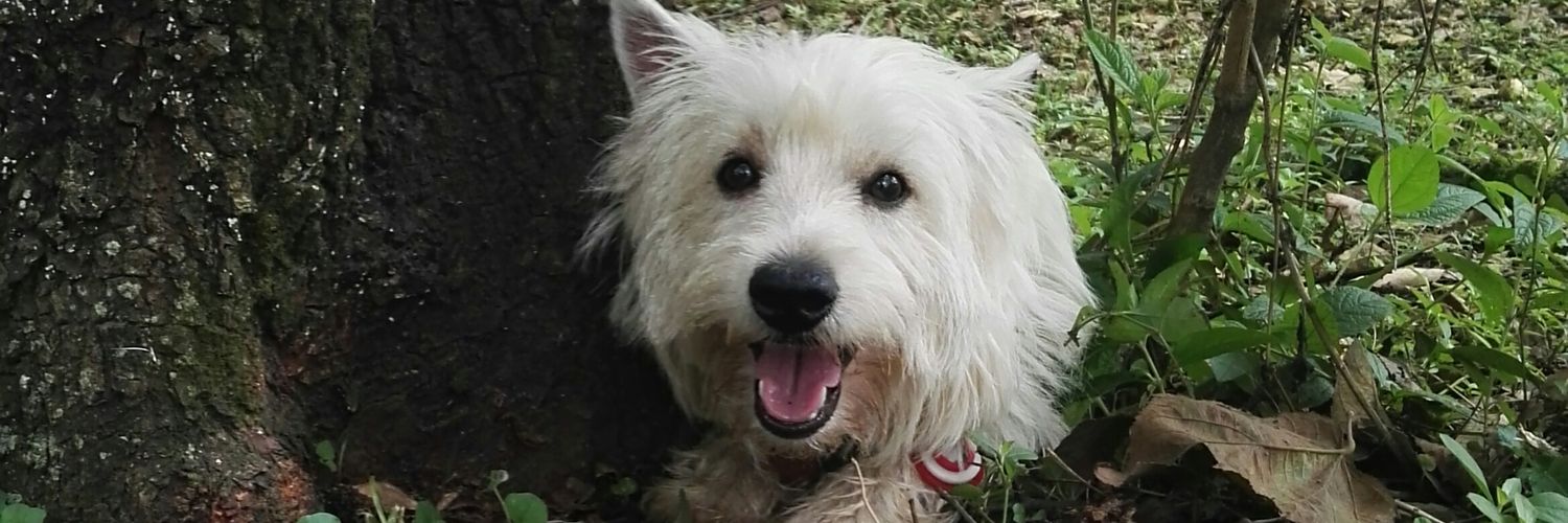 Ingrataaaa🎵🎵 banner