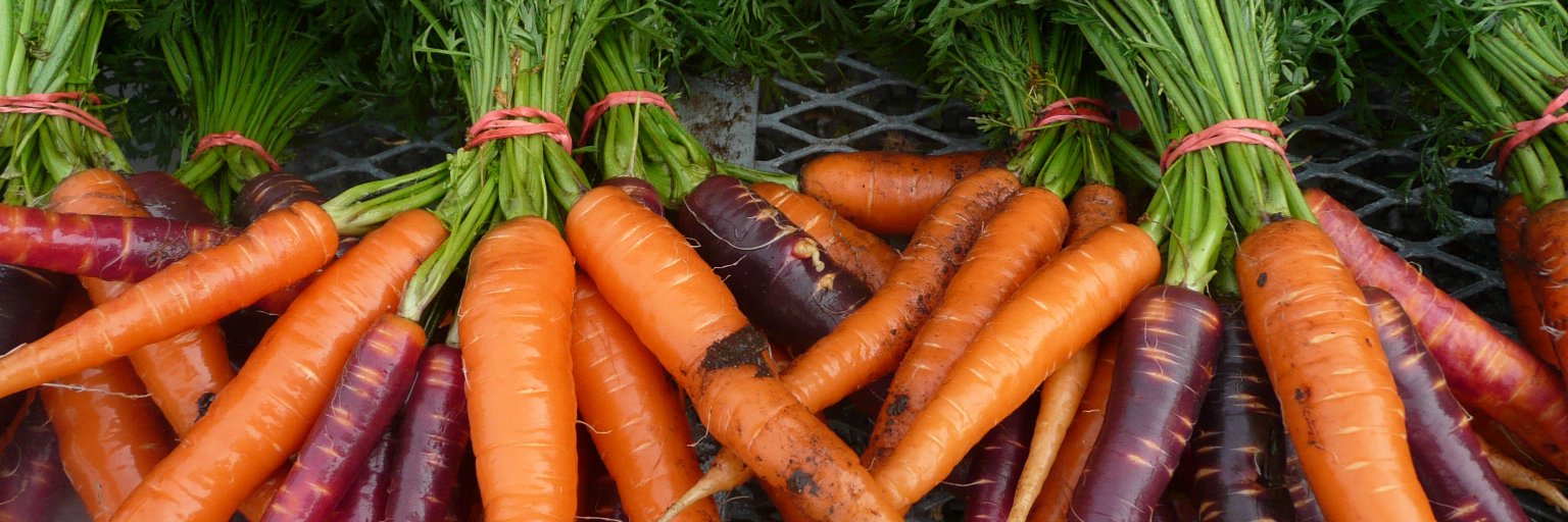 Brooke Colaiezzi banner