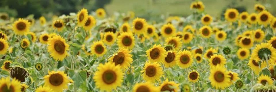 tomt8685's profile banner image