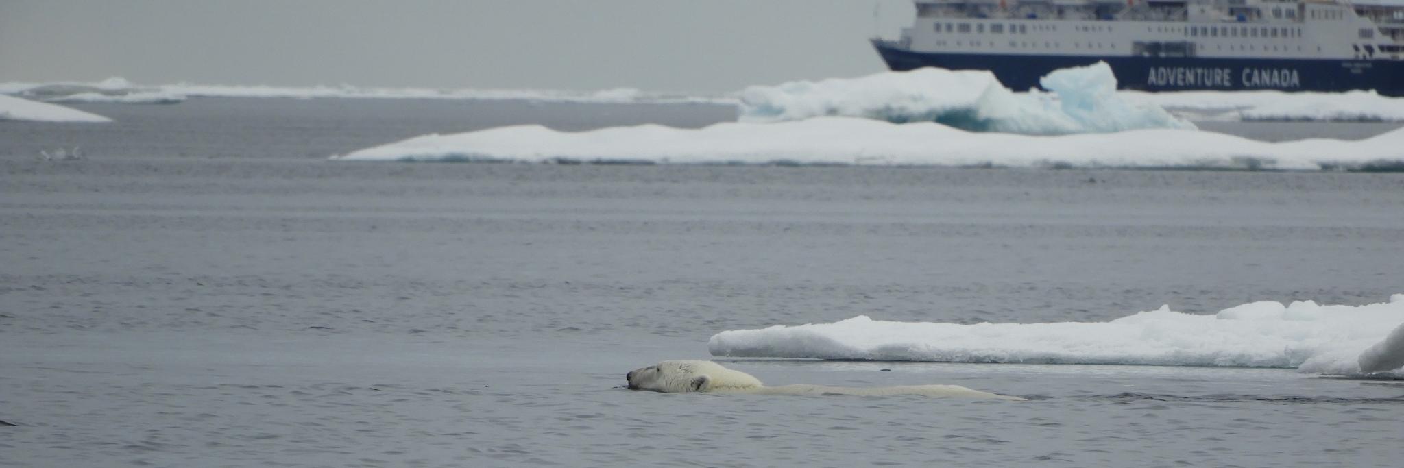 Tina Crossfield - Independent publisher banner