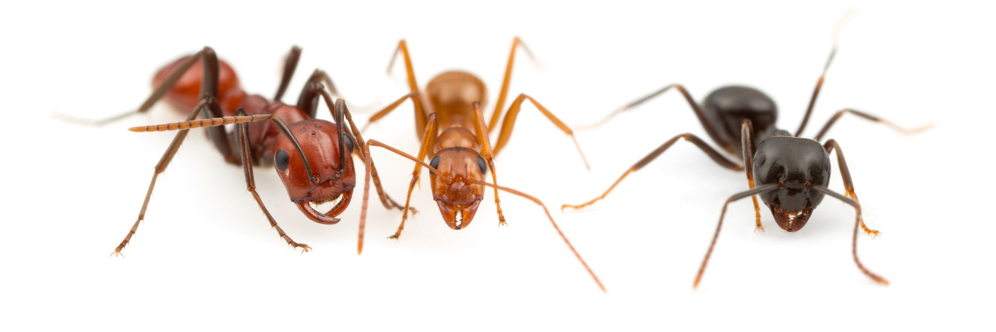 Discover Ants banner