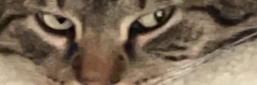 Doc Socks banner