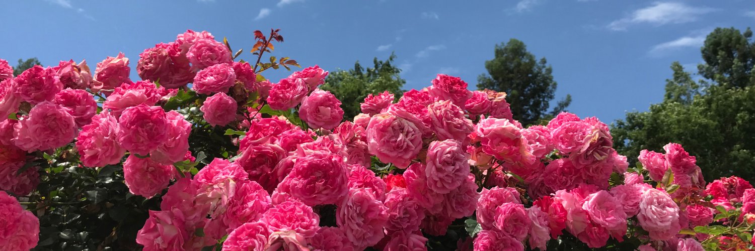 anise_a_a's profile banner image