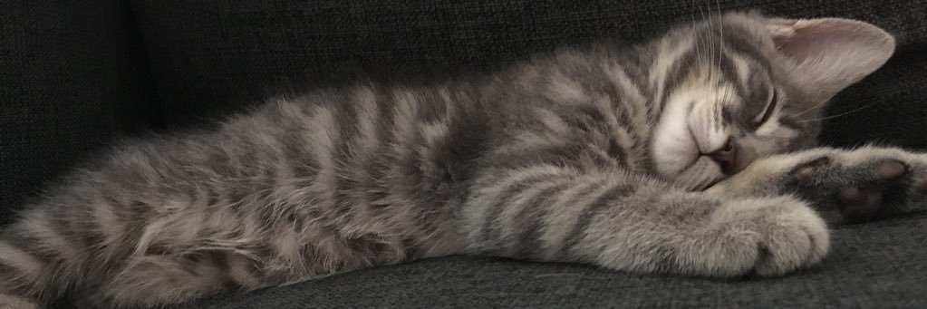 MrsSMSimms's profile banner image