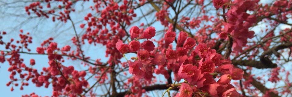 ญี่ปุ่นที่ไม่เห็นจำเป็นต้องรู้ banner