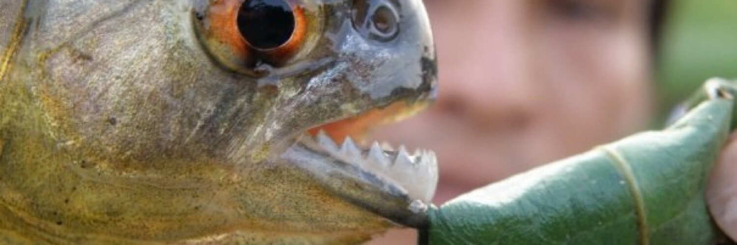 rabidcon's profile banner image