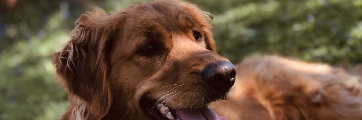 MattinglyCassie's profile banner image