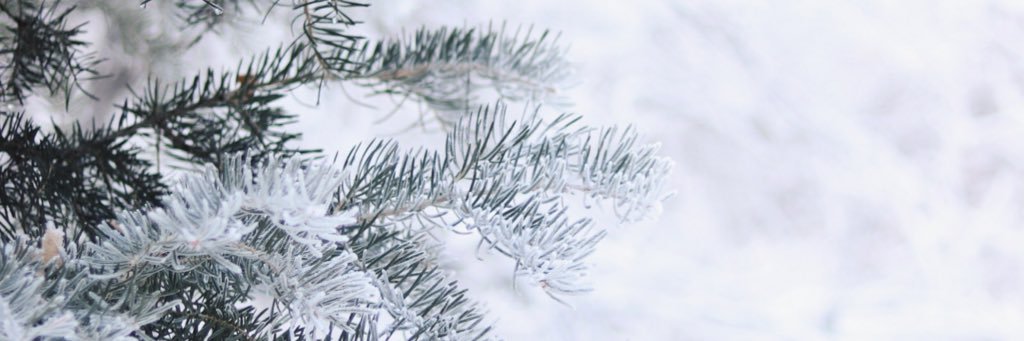 callischmidt's profile banner image