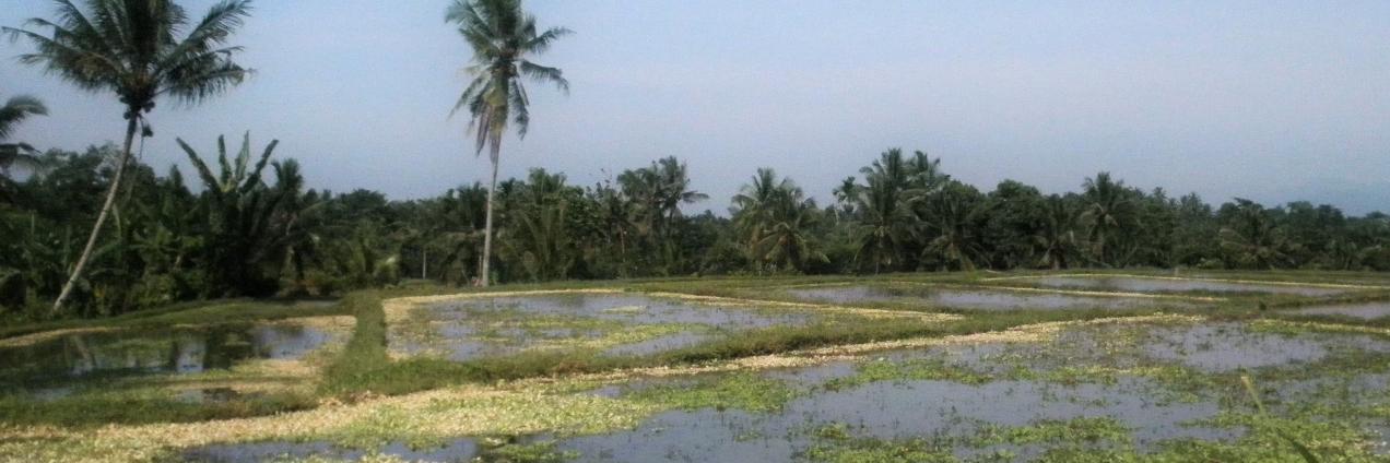 Estu Patriatno banner