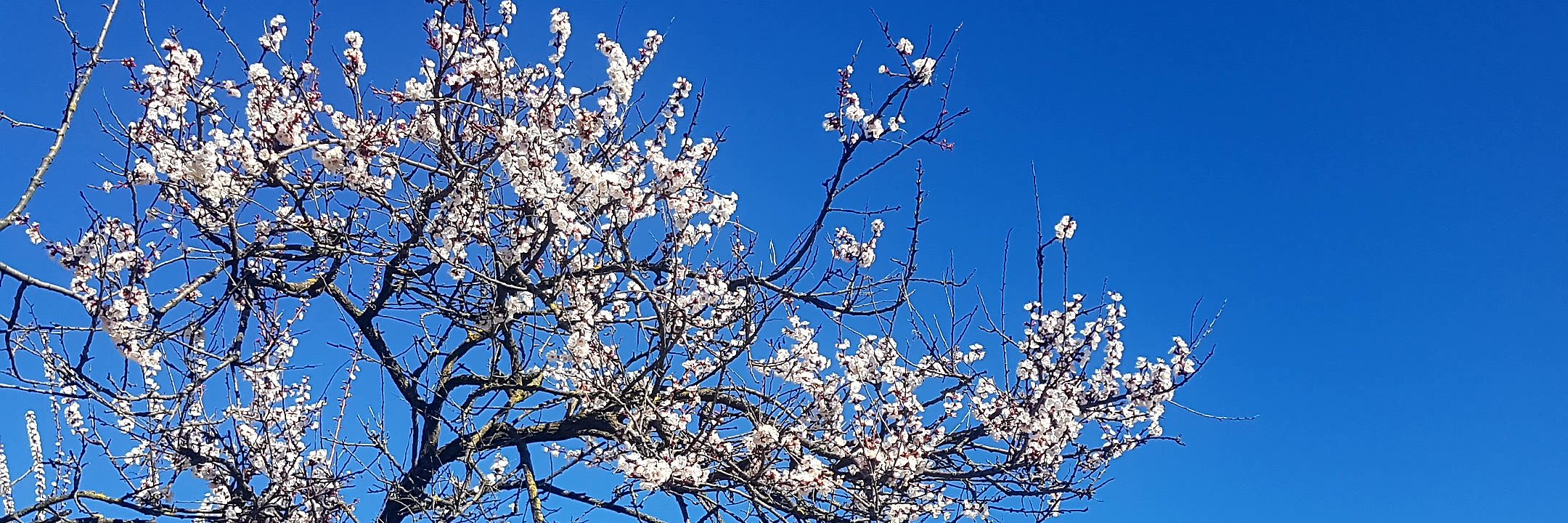 DianaProfir's profile banner image