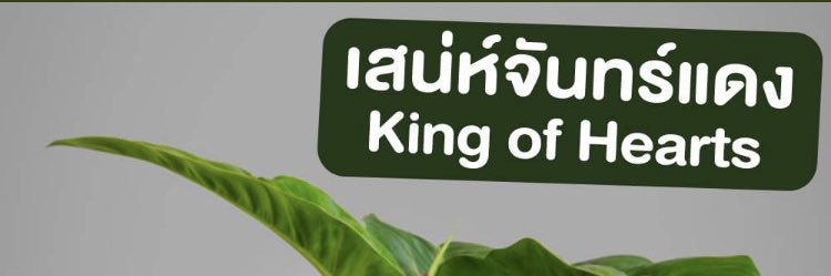 Man Free Sex banner