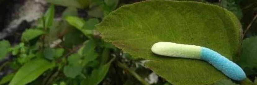 Low T Guy banner