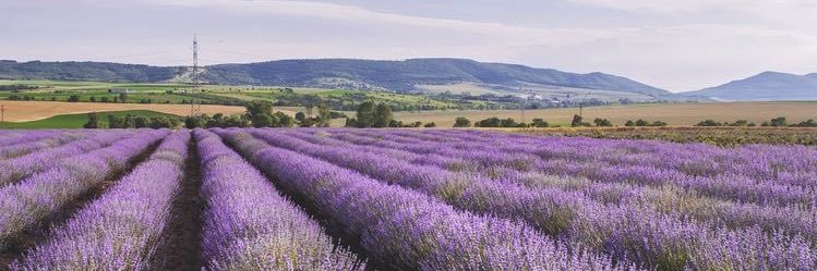 violeet30's profile banner image