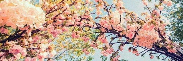 lis_sanchez06's profile banner image