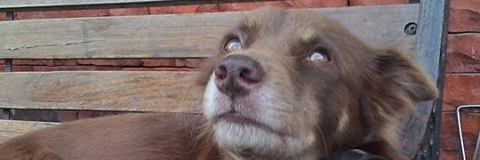 Sprout (Alex) banner