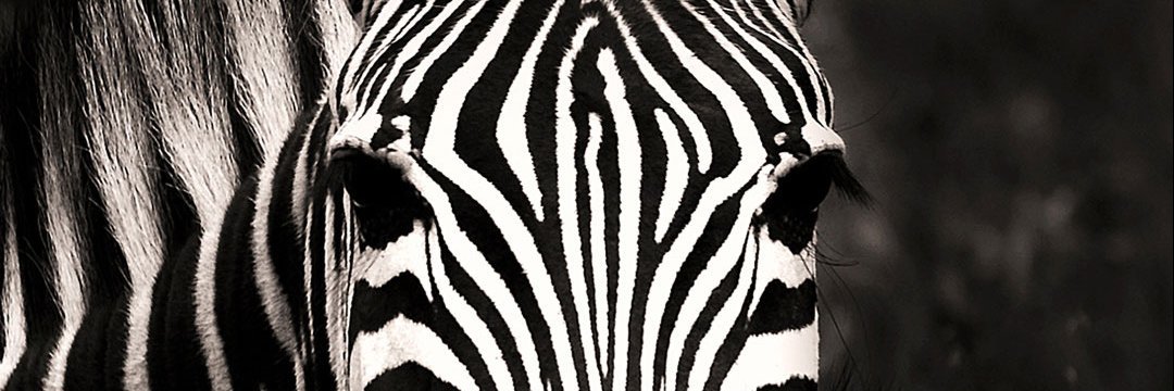 JunEonnie's profile banner image