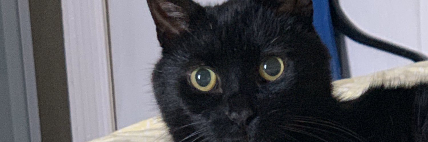 Tim o thy 🏳️‍🌈🌈🐻 banner