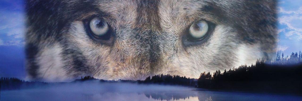 irish_wolf's profile banner image