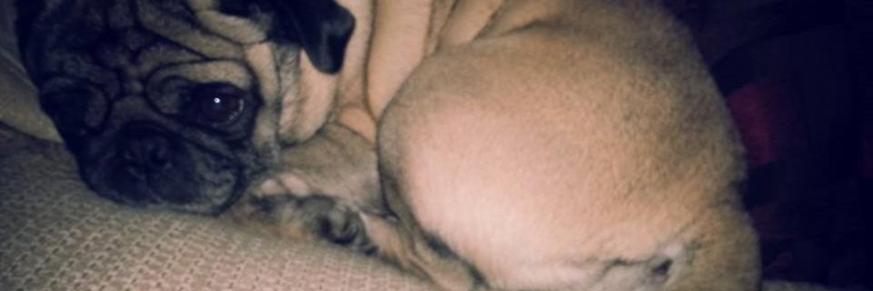 Jessica D banner