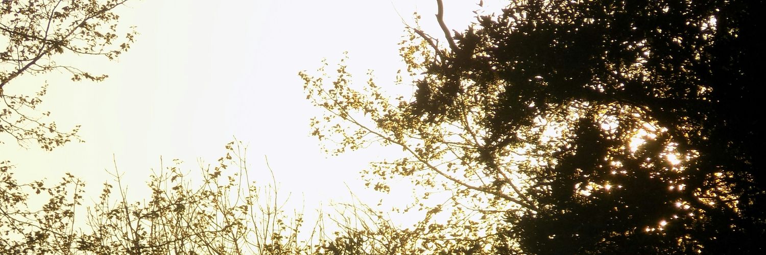 SheilaGazquez's profile banner image
