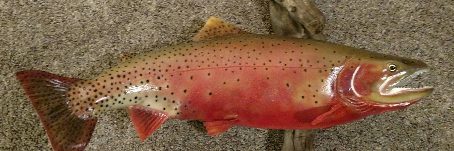 deadfishcolo's profile banner image