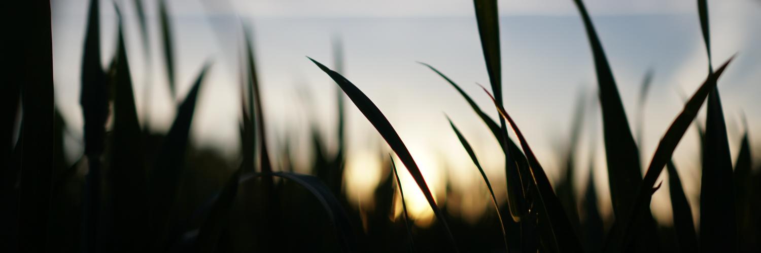 manonpujol_'s profile banner image