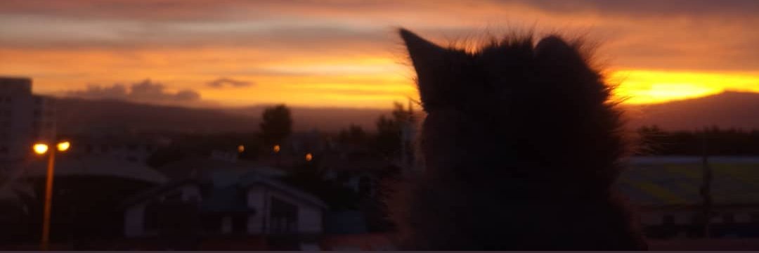 _MarSeg's profile banner image
