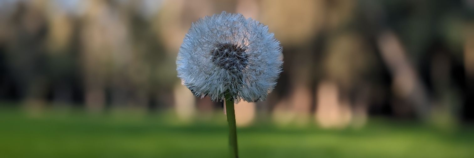 Patrik H. Torres banner