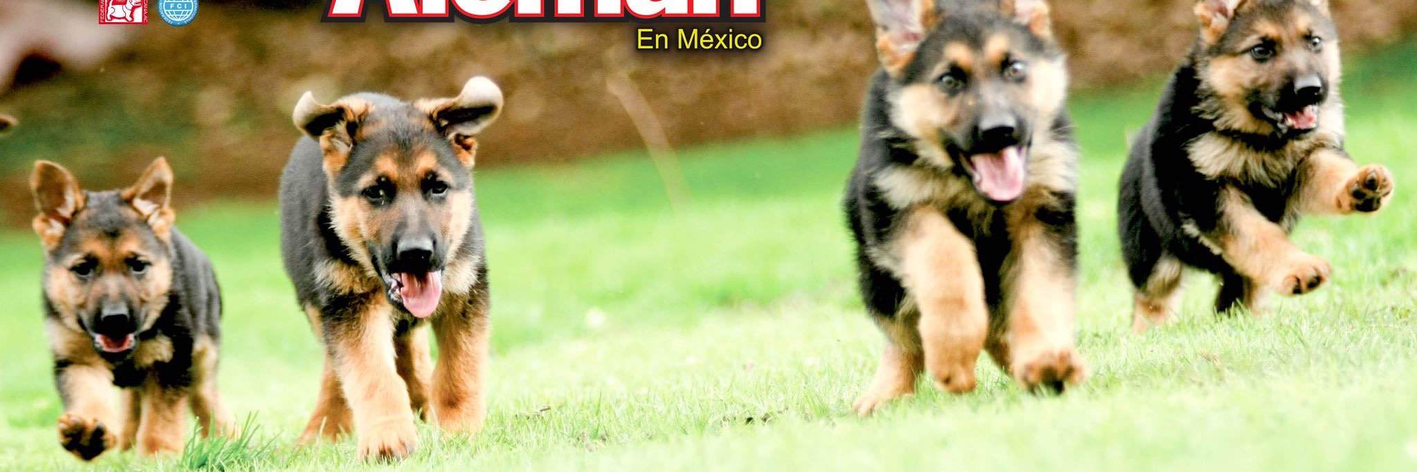 fcm_epam's profile banner image