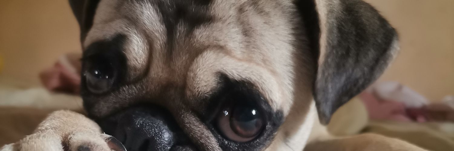 Cariitosarango's profile banner image