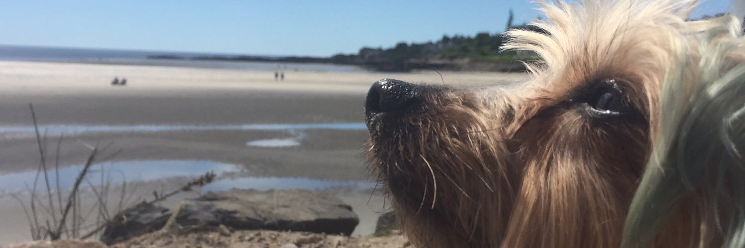 hornets fan 😀 banner