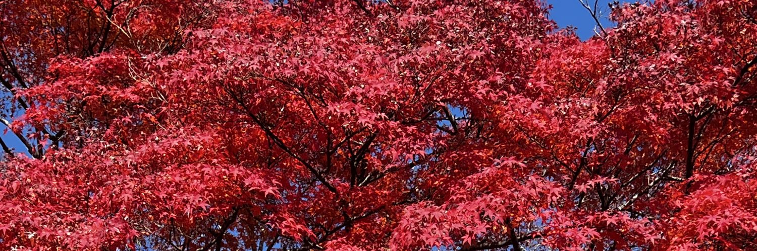 yumeyo555's profile banner image