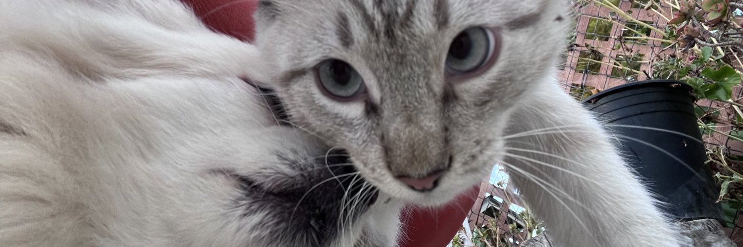 alissvee's profile banner image