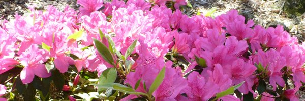 celblue Profile Banner