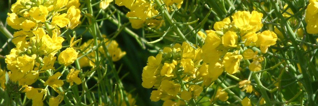 菜の花動物病院 banner