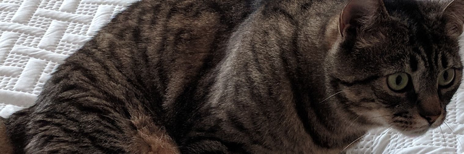 Obtusedan banner