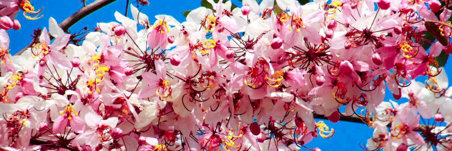 Gaowgoaw's profile banner image