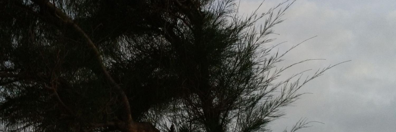 huththu's profile banner image