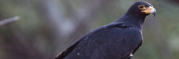 birdlifezim Profile Banner