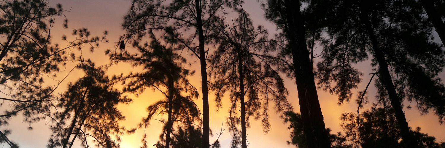 sergioribero's profile banner image