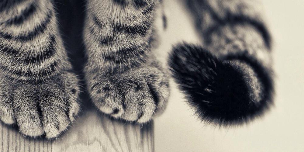 wilkcat's profile banner image