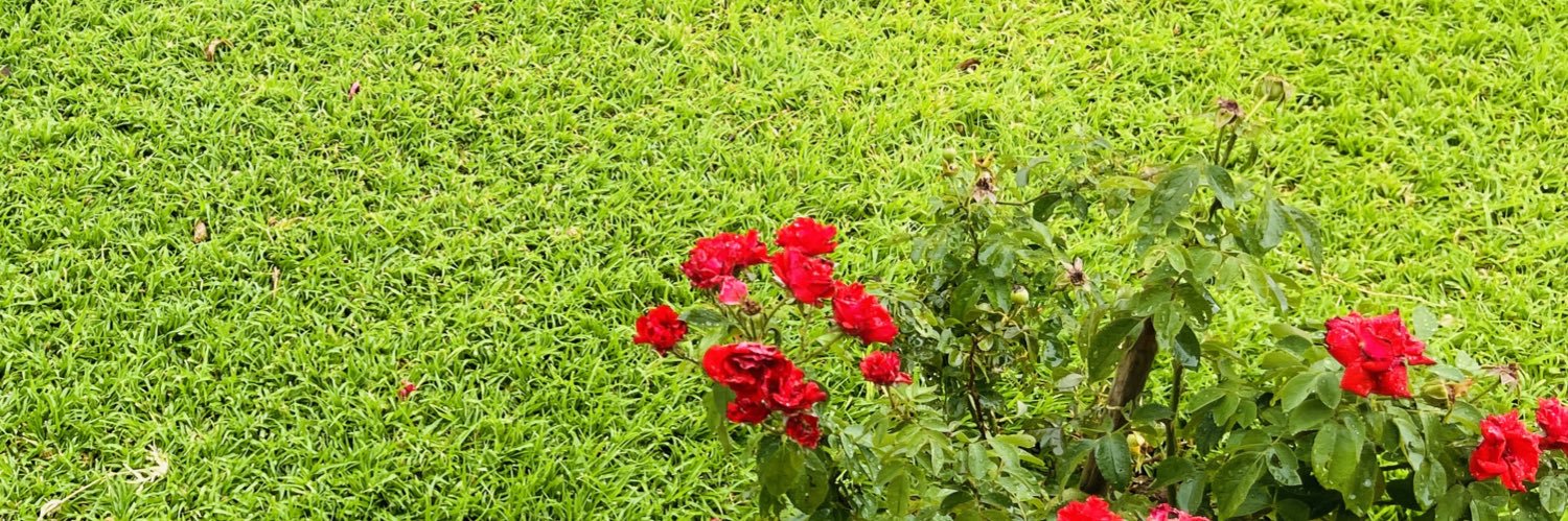 MotshodiMotshodi-II banner