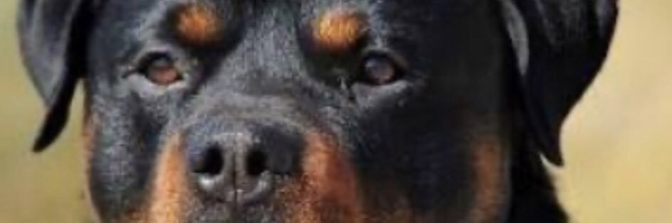 Henry MacAngus banner