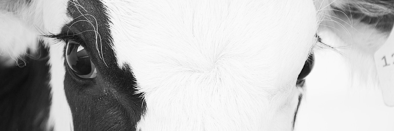 HolsteinCanada's profile banner image