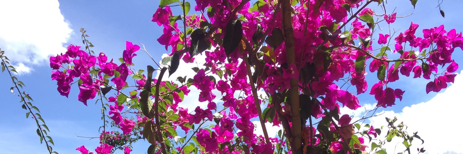 linamarcelap's profile banner image