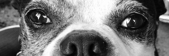 Luis Neria banner