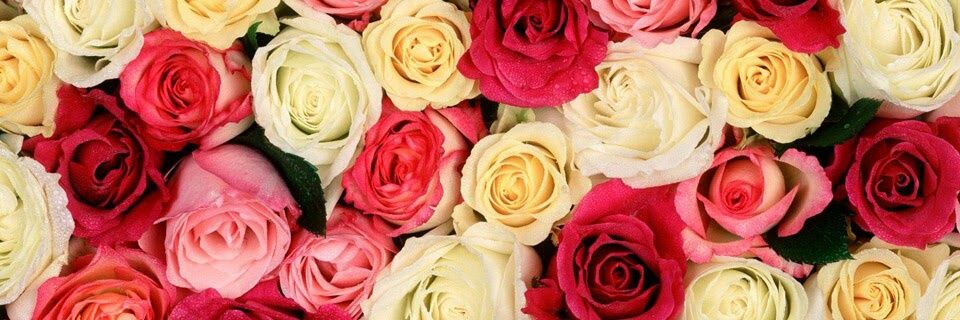 AlexisPaigeG's profile banner image