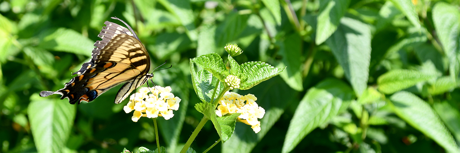James City County banner