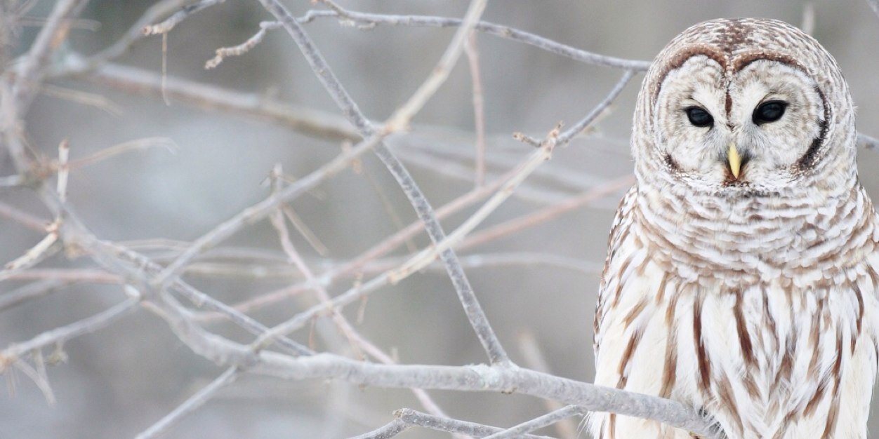 Baksieen's profile banner image
