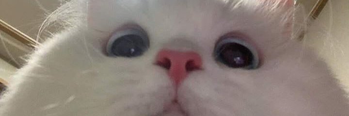 miskaghetto's profile banner image